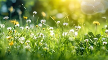 Fototapeta premium Sunny Meadow with Blooming Flowers