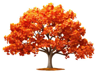 PNG Maple tree plant leaf white background.