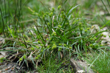 Closeup on a Common yellow-sedge grass, Carex demissa with seed capsules