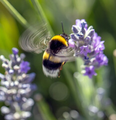 bee on flower