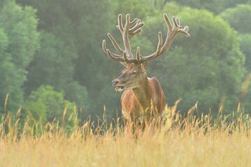 Red deer new antlers wildlife Cervus elaphus fawn western red deer male European graze in meadow nice eyes fur forest mountains, nice darling, widespread hunting animal care, hunted Europe