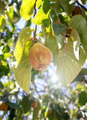 quince tree with leaves