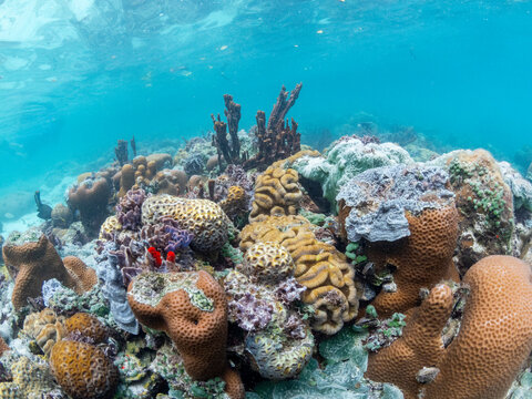 A myriad of hard and soft corals compete for space on the substrate of Darwin's Wall, Palau, Micronesia, Pacific