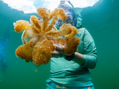 Snorkeler with golden jellyfish (Mastigias papua etpisoni), in Jellyfish Lake, a marine lake located on Eil Malk island, Rock Islands, Palau, Micronesia, Pacific