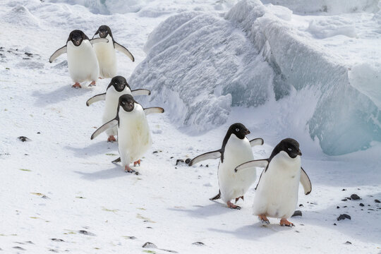 Adelie penguins (Pygoscelis adeliae), at breeding colony at Brown Bluff on the eastern side of the Antarctic Peninsula, Antarctica, Polar Regions