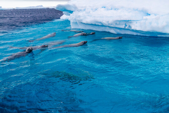 Curious crabeater seals (Lobodon carcinophaga), swimming near iceberg at Booth Island near the Antarctic Peninsula, Polar Regions