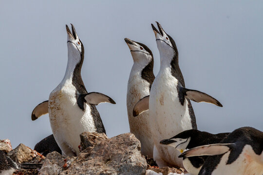 Chinstrap penguins (Pygoscelis antarctica), ecstatic display at breeding colony at Half Moon Island, Antarctica, Polar Regions