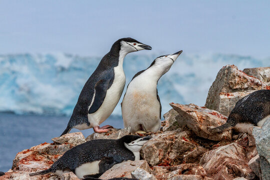 Chinstrap penguins (Pygoscelis antarctica), ecstatic display at breeding colony at Half Moon Island, Antarctica, Polar Regions