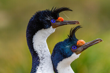 Imperial Shag (Phalacrocorax atriceps), pair exhibiting courtship behavior on New Island in the Falkland Islands