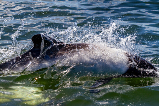 Adult Commerson's dolphin (Cephalorhynchus commersonii), surfacing in Stanley Harbor in the Falkland Islands