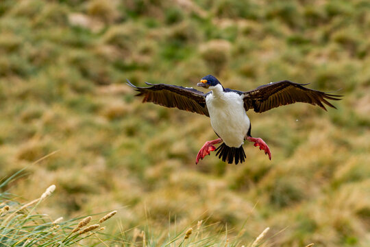 Imperial shag (Phalacrocorax atriceps), returning to the nest on New Island in the Falkland Islands