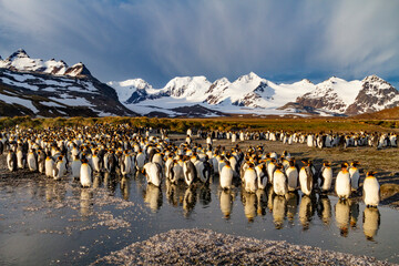 Sunrise on king penguins (Aptenodytes patagonicus) at nesting and breeding colony at Salisbury Plain, South Georgia, Polar Regions