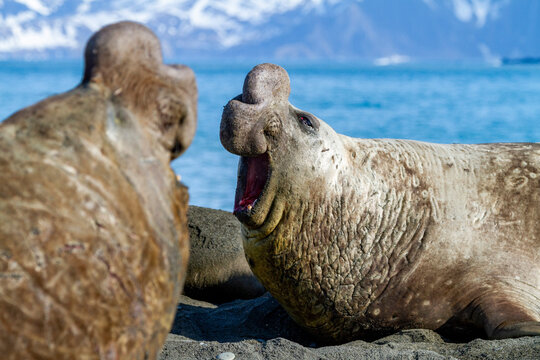 Bull southern elephant seal (Mirounga leonina) issuing a bellowing challenge at Gold Harbour on South Georgia Island, Polar Regions
