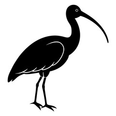  Ibis bird black vector silhouette illustration
