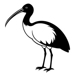  Ibis bird black vector silhouette illustration