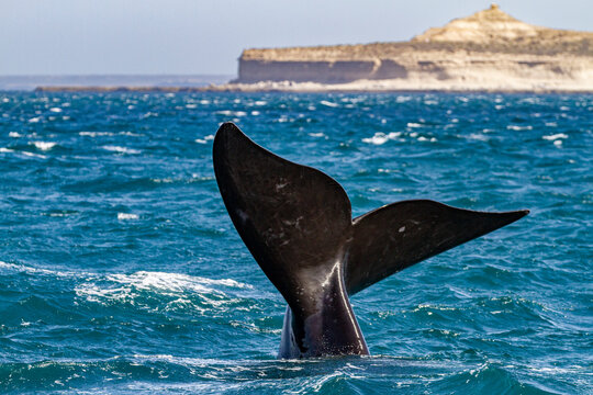 Southern right whale (Eubalaena australis) adult female flukes-up to catch the wind in Puerto Pyramides, Argentina