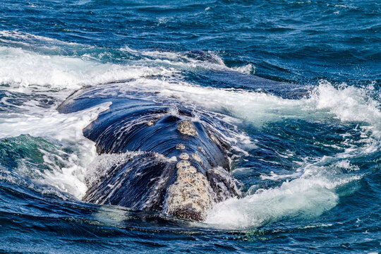 Southern right whale (Eubalaena australis) adult female surfacing head on in Puerto Pyramides, Golfo Nuevo, Argentina