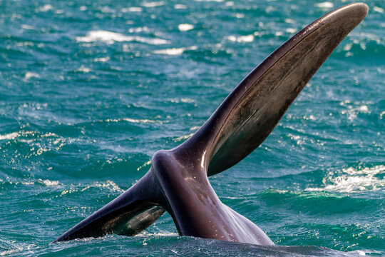 Southern right whale (Eubalaena australis) adult female flukes-up to catch the wind in Puerto Pyramides, Argentina