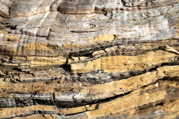 dry tree bark texture, macro. background.