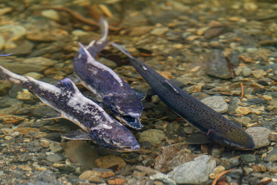 Dead and dying pink salmon (Oncorhynchus gorbuscha) gathering to spawn just outside of Sitka, Southeast Alaska, United States of America