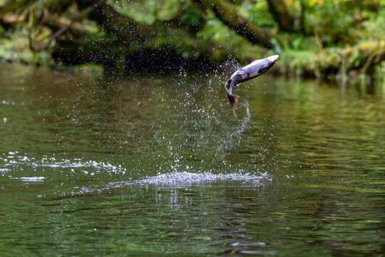 Leaping pink salmon (Oncorhynchus gorbuscha) gathering to spawn at Lake Eva on Chichagof Island, Alaska, United States of America