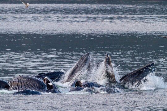 Adult humpback whales (Megaptera novaeangliae) co-operatively bubble-net feeding in Snow Pass, Alaska, United States of America