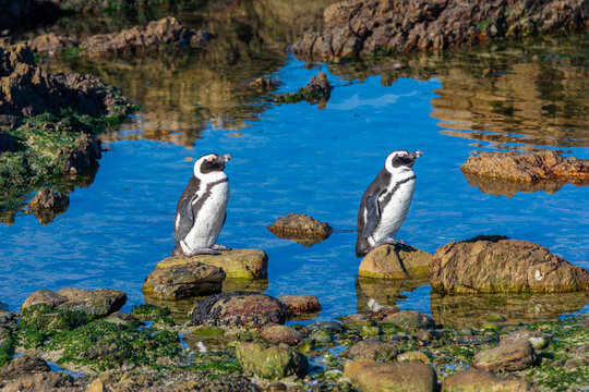 Penguins, Gansbaai, Western Cape, South Africa, Africa