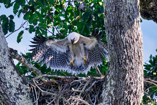 Four month old Harpy eagle chick (Harpia harpyja), testing its wings in the nest, Alta Floresta, Amazon, Brazil