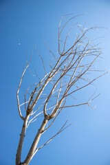 branches against blue sky background