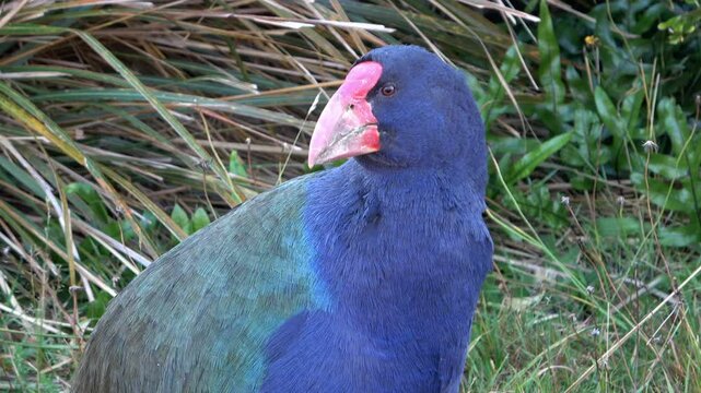 endangered New Zealand Takahe (porphyrio hochstetteri), a colorful, endemic New Zealand flightless bird, seen in wildlife near Dunedin, south island, New Zealand