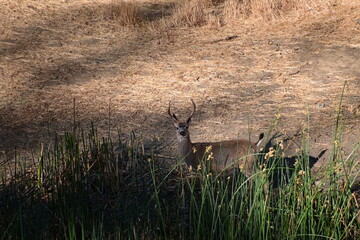 Obraz premium deer in the grass