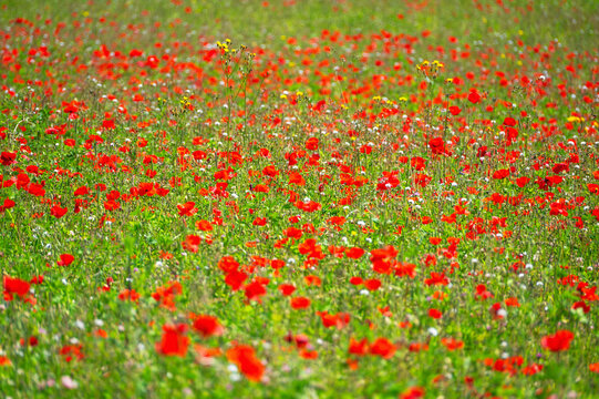 A field of poppies in Kent, England, United Kingdom
