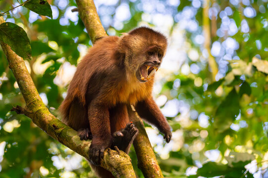 Angry brown capuchin monkey (Cebus apella) (Sapajus apella) on tree, Tambopata National Reserve, Puerto Maldonado, Tambopata Province, Madre de Dios, Peru