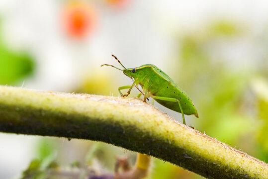 Green stink bug (Chinavia hilaris), France