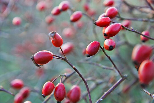 Rose hips from dog-rose (Rosa canina), France