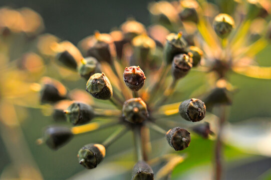Common ivy fruit umbels (Hedera helix), France