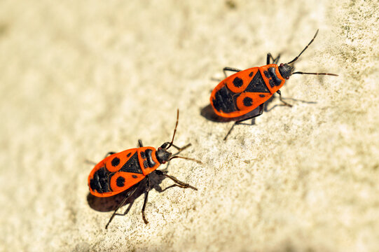 Firebug (Pyrrhocoris apterus), France