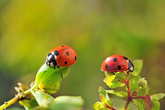 Seven-spot ladybirds (Coccinella septempunctata), France