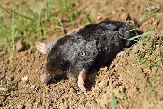 European mole (Talpa europaea) ,Centre-Val-de-Loire region, France