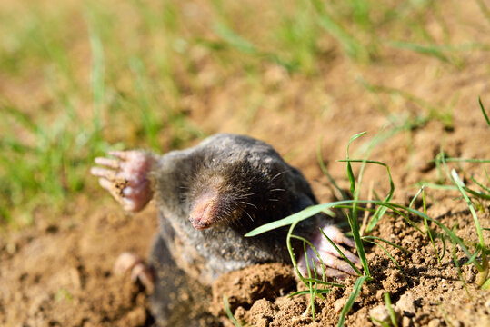 European mole (Talpa europaea) ,Centre-Val-de-Loire region, France