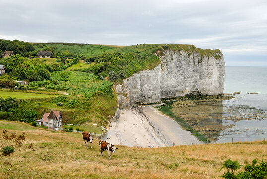 Cattle on a cliff over the valleuse of Vaucottes, around Etretat, Cote d'Albatre, Pays de Caux, Seine-Maritime department, Upper Normandy region, France