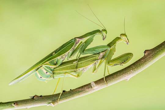 Close-up of two praying mantises mating on a branch, Indonesia