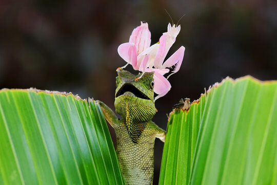 Orchid Mantis sitting on top of a Boyd's Forest Dragon (Hypsilurus boydii) on a leaf, Indonesia