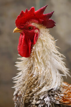 Close-up of the head of a rooster with a red comb, Indonesia