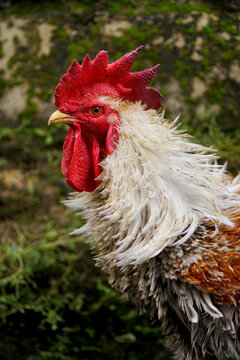 Close-up of the head of a rooster with a red comb, Indonesia