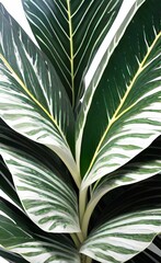 Close up of green tropical leaves on white background.