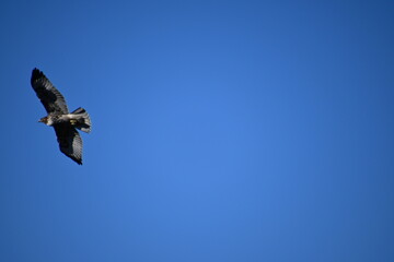 eagle in flight