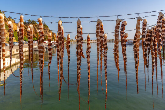 View of squid hanging on a line in the harbour in Limenaria village, Limenaria, Thassos, Aegean Sea, Greek Islands, Greece