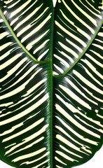 Close up of green leaf texture on white background
