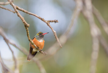 Vibrantly colored hummingbird perched on a branch
